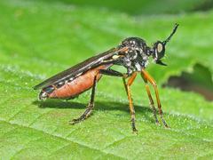 Dioctria rufipes