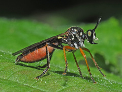 Dioctria rufipes