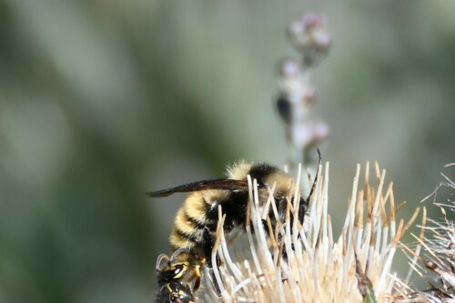 White-shouldered Bumble Bee (Bombus appositus), a species recorded in Utah