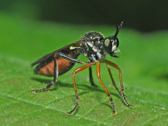 Dioctria rufipes