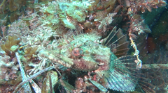 Thysanophrys cirronasus