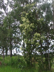 Acacia flavescens