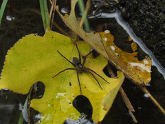 Dolomedes mizhoanus