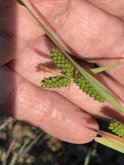 Carex granularis