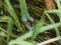 Dolomedes horishanus