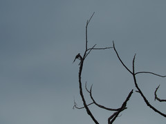 Dendrocitta formosae formosae