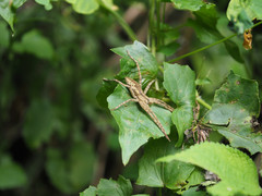Dolomedes sulfureus