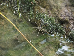 Dolomedes mizhoanus