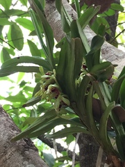 Vanda