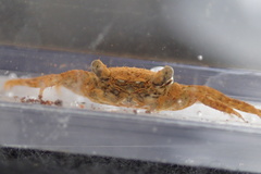 Parasesarma plicatum