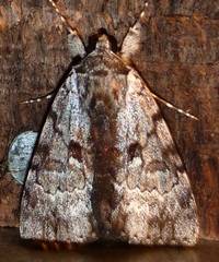 Catocala andromedae