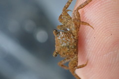 Parasesarma plicatum