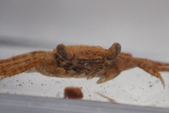 Parasesarma plicatum