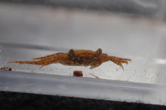 Parasesarma plicatum