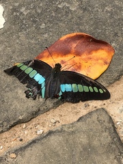 Graphium sarpedon connectens