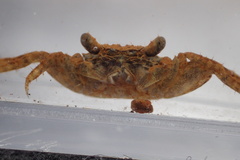 Parasesarma plicatum