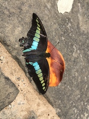 Graphium sarpedon connectens