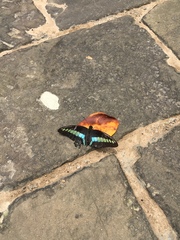 Graphium sarpedon connectens