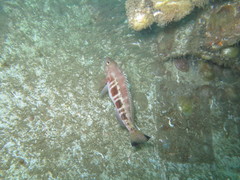 Serranus atricauda