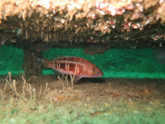 Serranus atricauda
