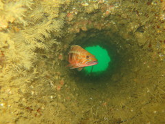 Serranus atricauda