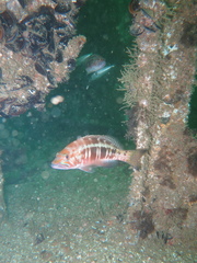 Serranus atricauda