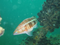Serranus atricauda