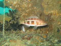 Serranus atricauda
