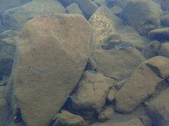 Kuhlia munda