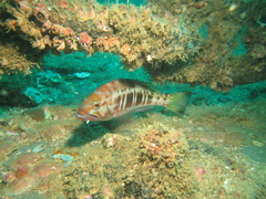 Serranus atricauda