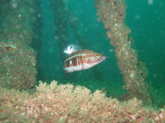 Serranus atricauda