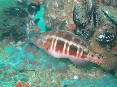 Serranus atricauda