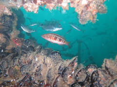 Serranus atricauda