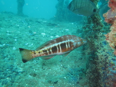 Serranus atricauda