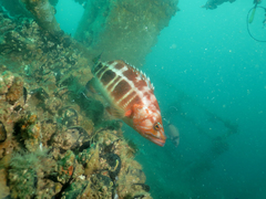 Serranus atricauda