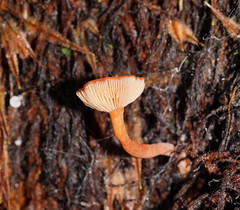 Lactarius eucalypti