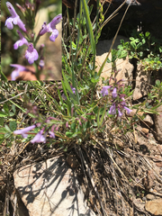 Hedeoma hyssopifolia