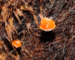 Lactarius eucalypti