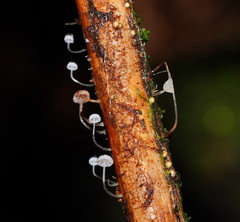 Mycena albidocapillaris