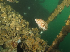 Serranus atricauda