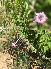 Ipomopsis macrosiphon