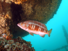 Serranus atricauda