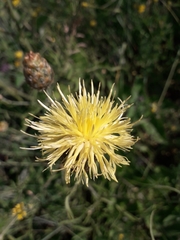 Centaurea orientalis