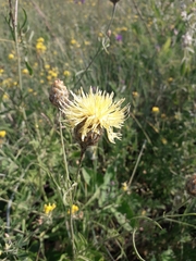 Centaurea orientalis