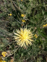 Centaurea orientalis
