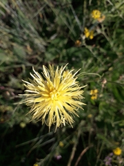 Centaurea orientalis