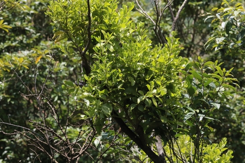 Image of Viscum ovalifolium by no rights reserved
