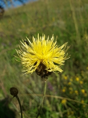 Centaurea orientalis