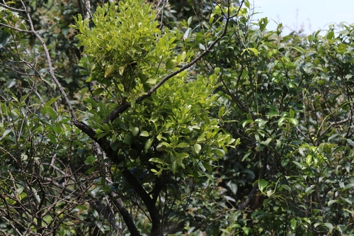 Image of Viscum ovalifolium by no rights reserved