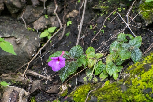 Achimenes grandiflora (Achimenes grandiflora)